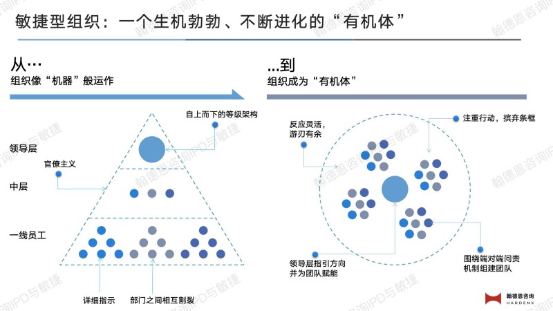敏捷型组织